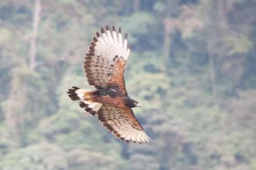 Black-and-chestnut Eagle near Baeza